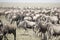 Moving herd of wildebeest in great migration in Serengeti Natio