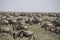 Moving herd during wildebeest great migration in Serengeti National Park, Tanzania