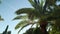 Moving lush of palm tree leaves against blue sunny sky