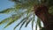 Moving lush of palm tree leaves against blue sunny sky