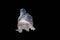 The Moving  Moment of Black Pink Half Moon Betta Splendens or Siamese Fighting Fish on Black Background