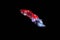 Moving Moment of Blue Red Orange Grey  Half Moon Betta Splendens or Galaxy Siamese Fighting Fish on Black Background