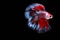 Moving Moment of Blue Red Orange Grey  Half Moon Betta Splendens or Galaxy Siamese Fighting Fish on Black Background