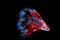 Moving Moment of Blue Red Orange Grey  Half Moon Betta Splendens or Galaxy Siamese Fighting Fish on Black Background