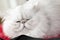 Moving Persian white cat
