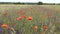 Moving poppy flowers and ears of wheat on wild meadow in a summer cloudy day. Vertical panoramic slow motion, Full HD