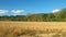 Moving rural scenery as seen through the vehicle window on the road, alongside a different crop fields with hills and trees