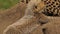 Moving shot of adorable baby cheetah laying on rock near mother. Cute little wildcat learning world around under