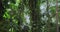 Moving shot, POV Camera Walk Through the Rainforest, Jungle Trees, Lianas, and Tropical plants