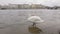 Moving shot of swan on city quay in Prague, bird is jumping to water of Vltava river
