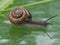 Moving snail on glass table with reflection