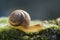 Moving Snail Macro