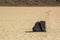 Moving Stones at the Playa Racetrack in Death Valley California with a depth of field