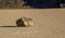 Moving Stones at the Racetrack Playa in Death Valley California with a depth of field