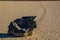 Moving Stones at the Racetrack Playa in Death Valley California with a depth of field