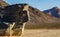 Moving Stones at the Racetrack Playa in Death Valley California with a depth of field