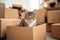 Moving to new home, donation concept. Stack of cardboard boxes and cat sitting in empty cardboard box inside the room