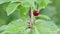 Moving upwards macro of a single red and ripe cherry