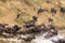 Moving through the water obstacle. Herds of wildebeest on the Mara River. Kenya, Africa