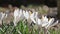 Moving white crocus closeup