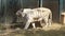 Moving white tiger in zoo