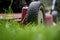 Mow lawn low angle of lawnmower cutting grass.