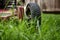 Mow lawn low angle of lawnmower cutting grass.