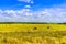 Mowed field, clouds in the sky, forest in the distance on a sunny day at the end of summer. Moscow Region, Russia.