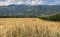 Mowed field, Drautal, Austria