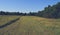 Mowed green path in a field by trees