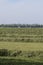 Mowed hay on the field, grown by farmers for pasture, hay and stock feed in the Hetherlands. selective focus