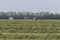 Mowed hay on the field, grown by farmers for pasture, hay and stock feed in the Hetherlands. selective focus