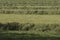 Mowed hay on the field, grown by farmers for pasture, hay and stock feed in the Hetherlands. selective focus