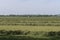 Mowed hay on the field, grown by farmers for pasture, hay and stock feed in the Netherlands. selective focus