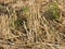 Mowed straw on the field in the village