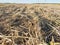 Mowed straw on the field in the village