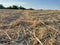 Mowed straw on the field in the village