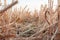 Mowed straw left over after harvesting wheat