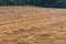 Mowed stubble cornfield after harvest.