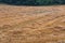 Mowed stubble cornfield after harvest.