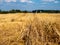 Mowed wheat field in the summer