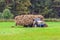 The mowers load the hay into a large lorry