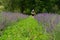 Mowing the grass in the lavender field with an electric lawnmower