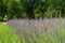 Mowing the grass in the lavender field with an electric lawnmower