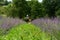 Mowing the grass in the lavender field with an electric lawnmower