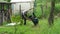 Mowing and lawn care. man mows the grass. the worker cleans the lawn mower from the cut grass.