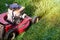 Mowing a lawn with a old style petrol gasoline lawnmower. Red lawn mower cutting grass . Gardening concept background