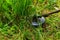 Mowing weeds in garden to petrol trimmer, close-up.