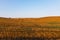 Mown agricultural wheat field with straw bales lying on the ground at sunrise