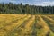 A mown field near the forest edge. Karelia